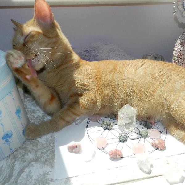 Pet